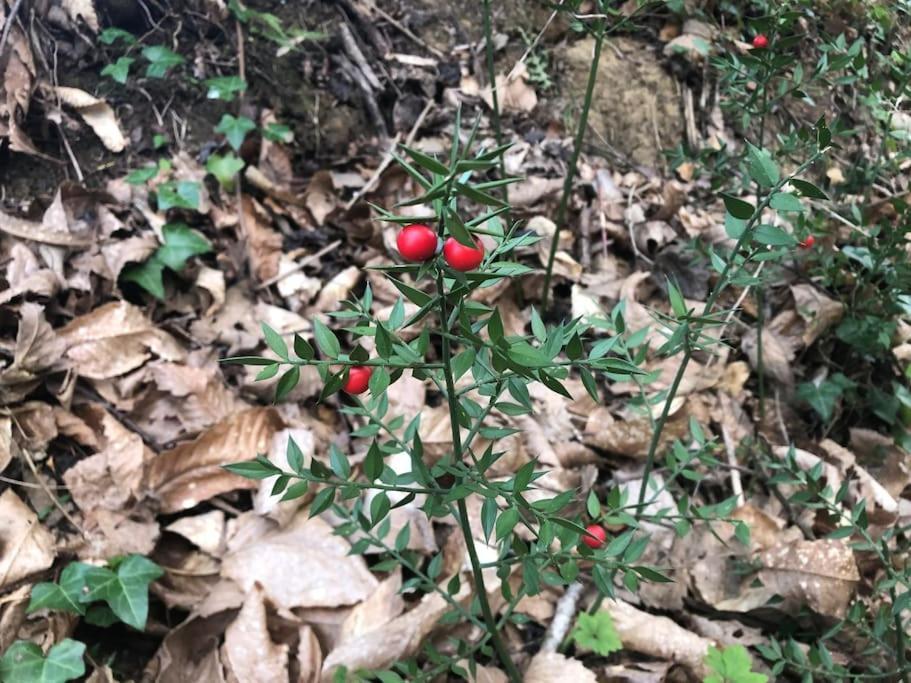 시에나 La Vigna Agriturismo 빌라 외부 사진
