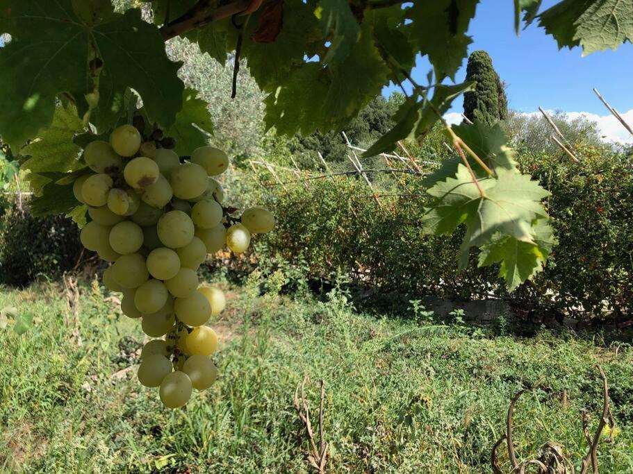 시에나 La Vigna Agriturismo 빌라 외부 사진