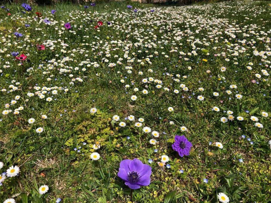 시에나 La Vigna Agriturismo 빌라 외부 사진