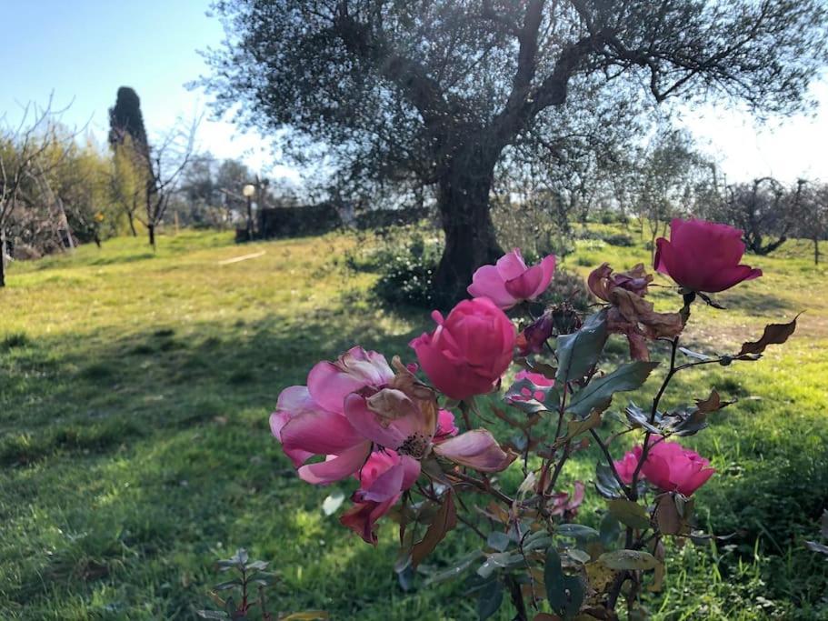 시에나 La Vigna Agriturismo 빌라 외부 사진