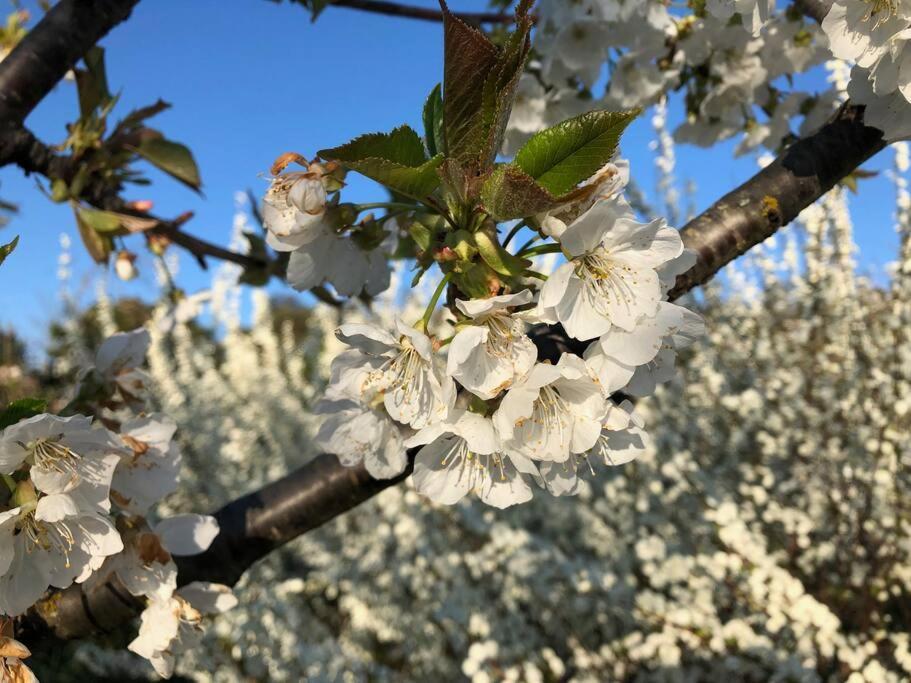 시에나 La Vigna Agriturismo 빌라 외부 사진