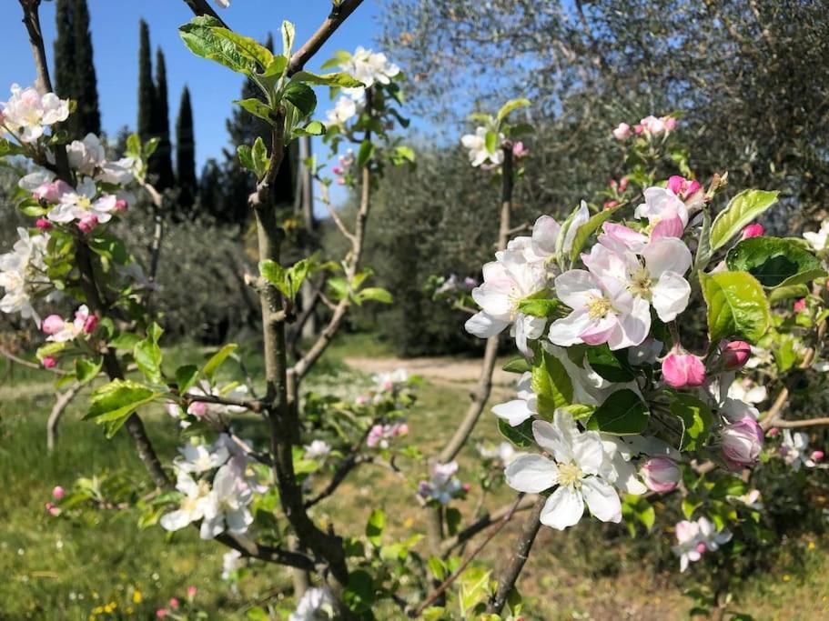 시에나 La Vigna Agriturismo 빌라 외부 사진