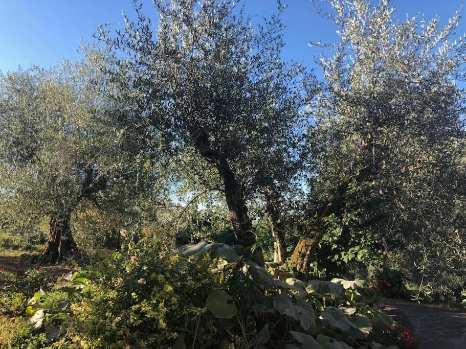 시에나 La Vigna Agriturismo 빌라 외부 사진