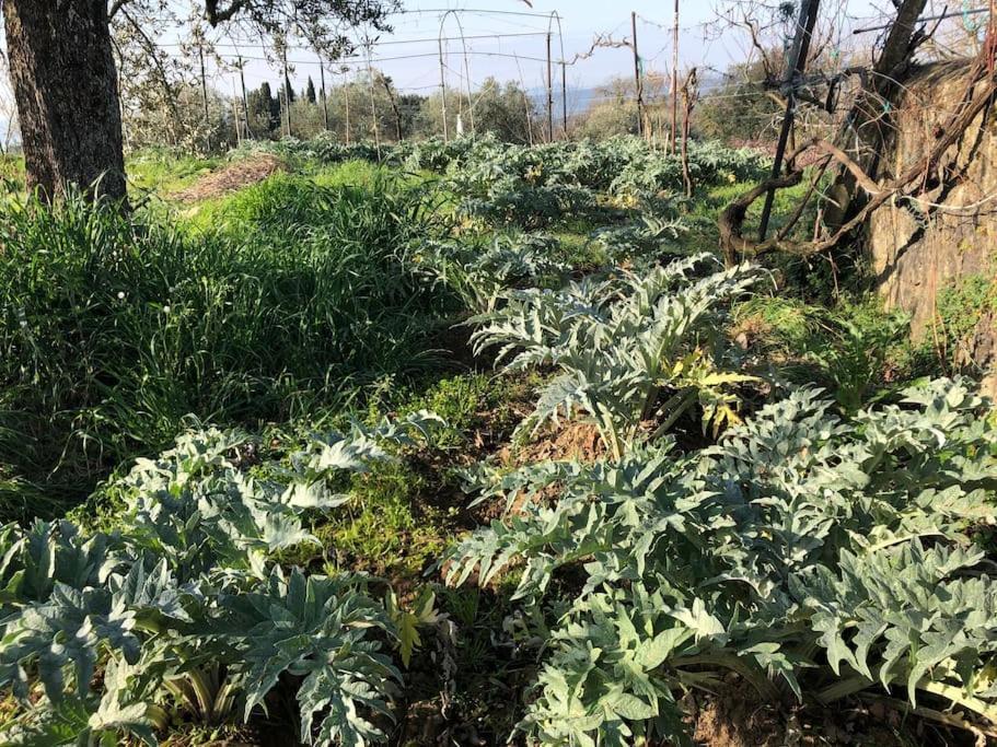시에나 La Vigna Agriturismo 빌라 외부 사진