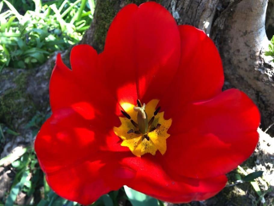 시에나 La Vigna Agriturismo 빌라 외부 사진