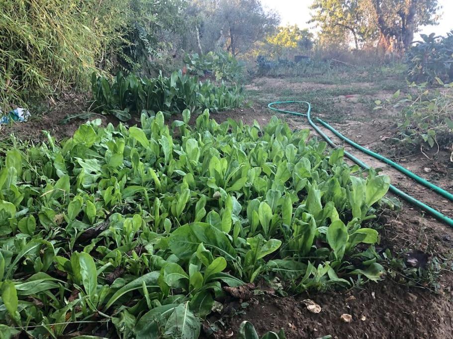 시에나 La Vigna Agriturismo 빌라 외부 사진