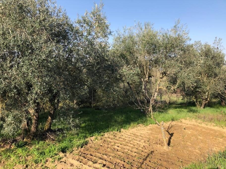 시에나 La Vigna Agriturismo 빌라 외부 사진