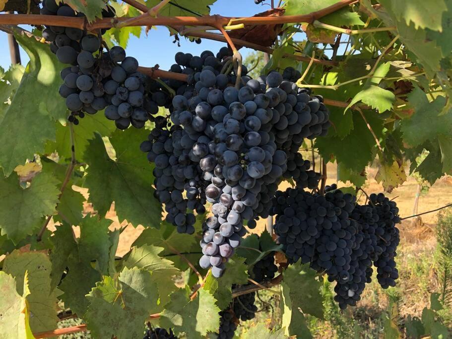 시에나 La Vigna Agriturismo 빌라 외부 사진