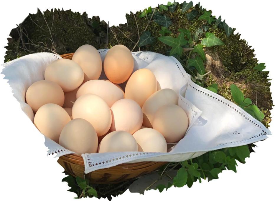 시에나 La Vigna Agriturismo 빌라 외부 사진