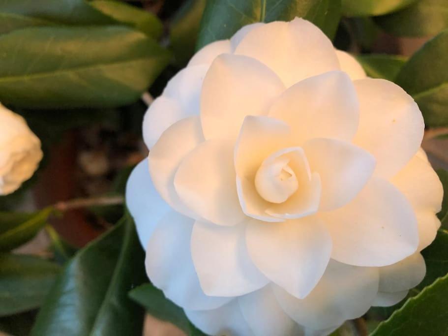 시에나 La Vigna Agriturismo 빌라 외부 사진
