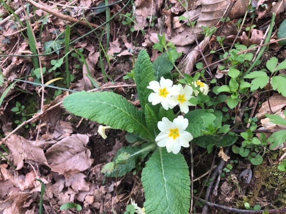시에나 La Vigna Agriturismo 빌라 외부 사진