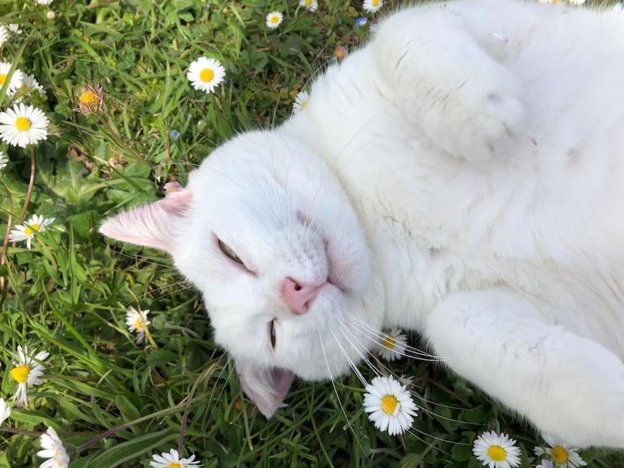 시에나 La Vigna Agriturismo 빌라 외부 사진