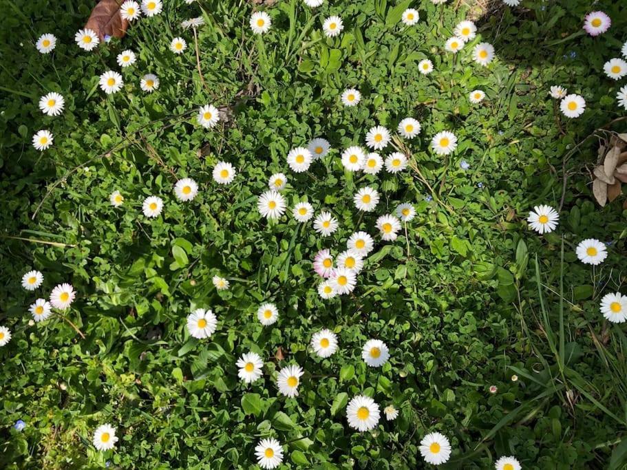 시에나 La Vigna Agriturismo 빌라 외부 사진