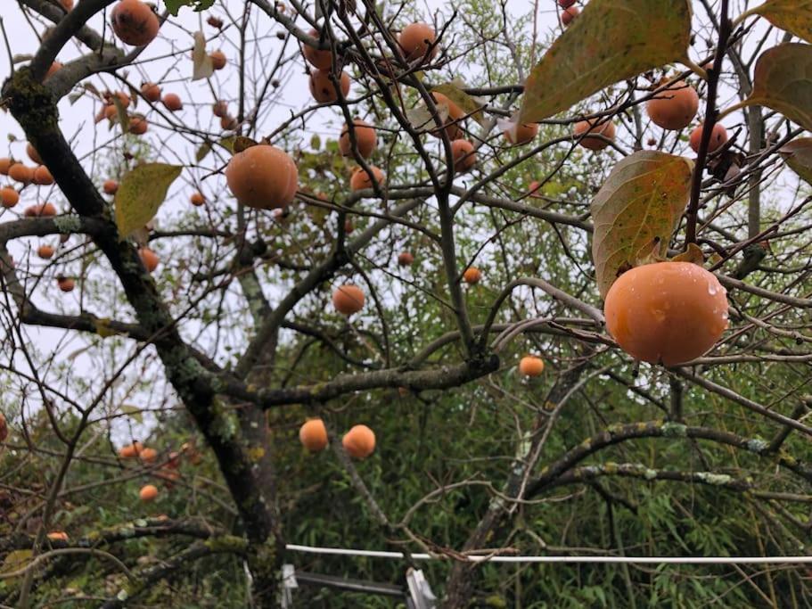 시에나 La Vigna Agriturismo 빌라 외부 사진
