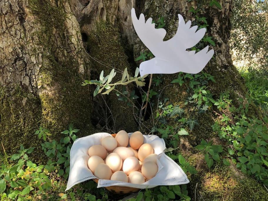 시에나 La Vigna Agriturismo 빌라 외부 사진