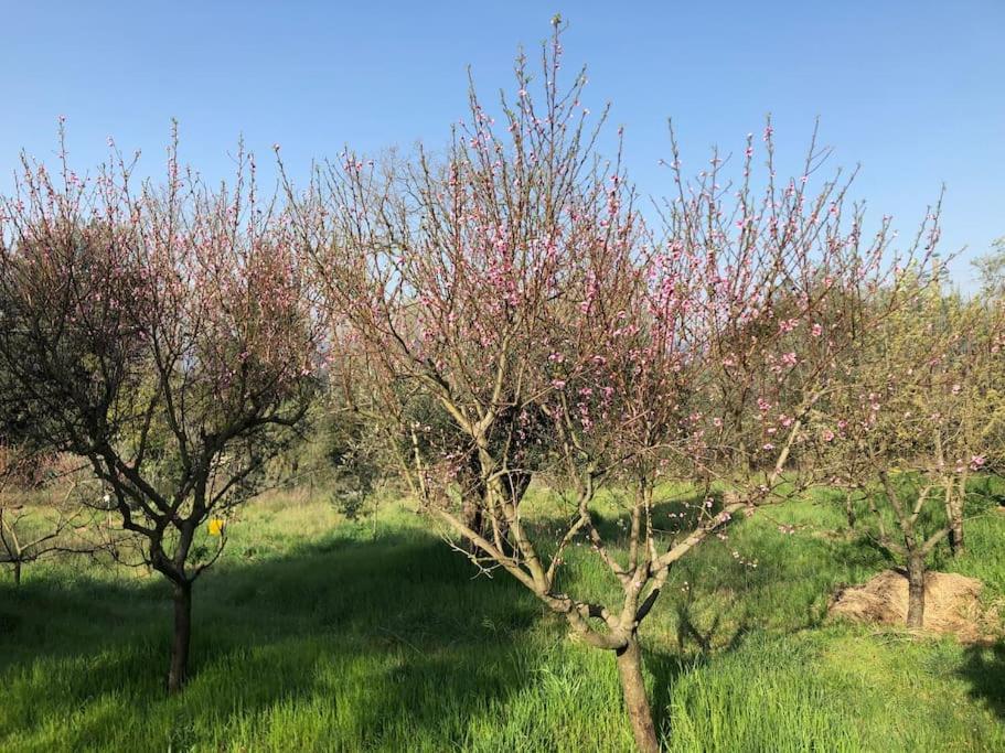 시에나 La Vigna Agriturismo 빌라 외부 사진