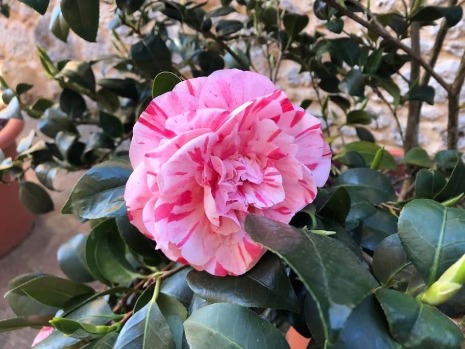 시에나 La Vigna Agriturismo 빌라 외부 사진