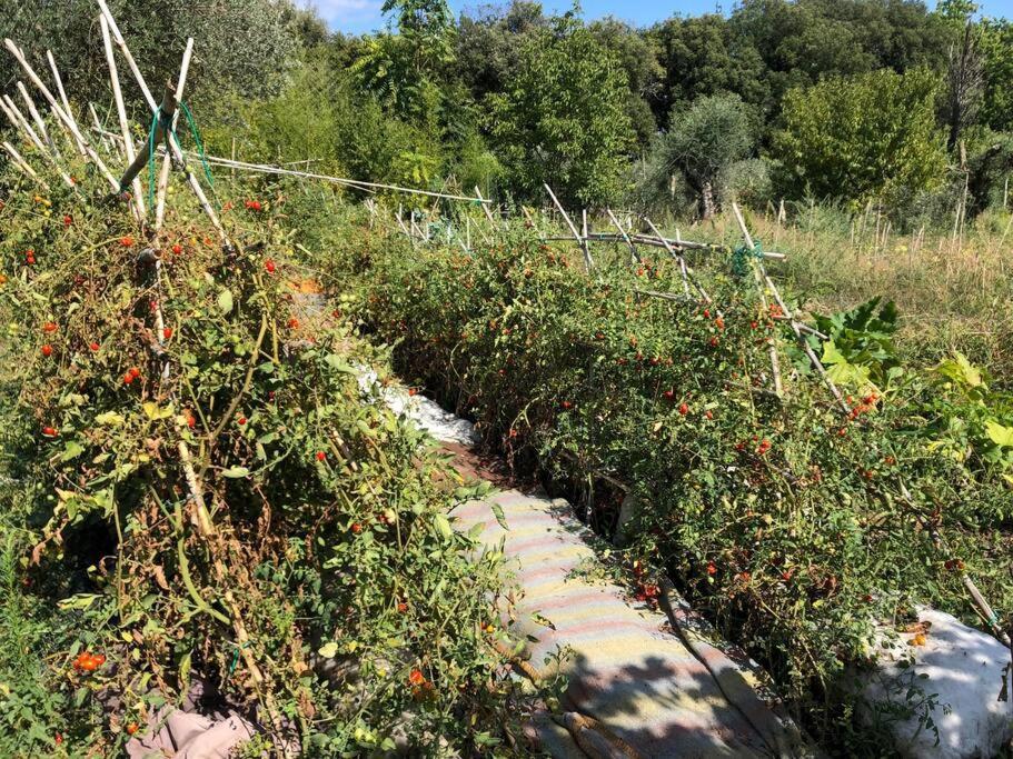 시에나 La Vigna Agriturismo 빌라 외부 사진